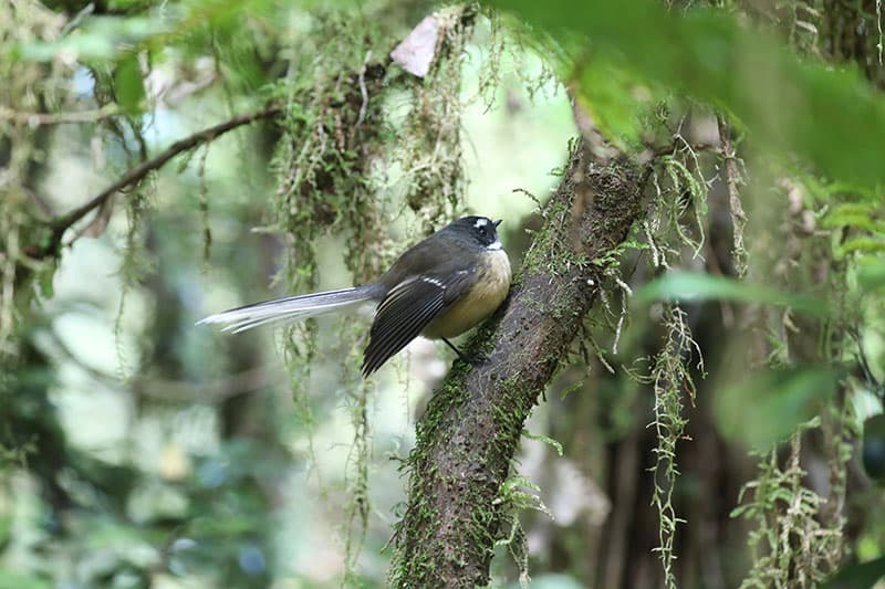 A fantail (pīwakawaka) on a mossy branch