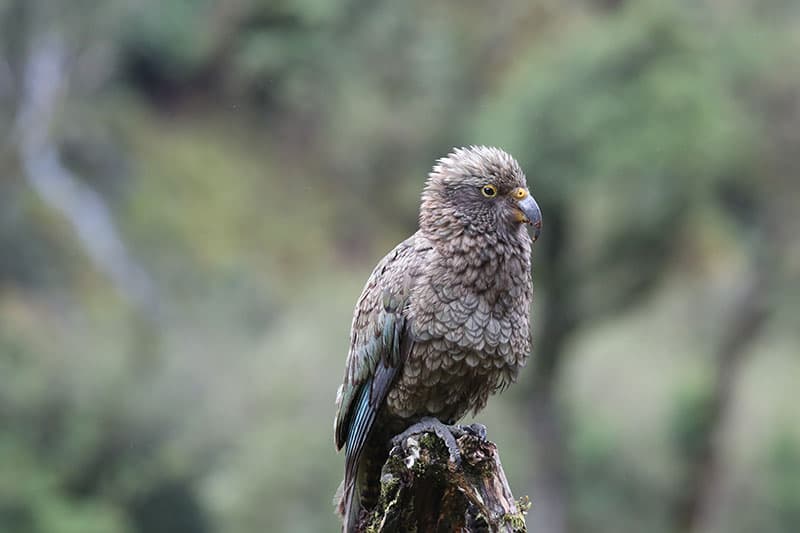 A kea perched on a weathered stump