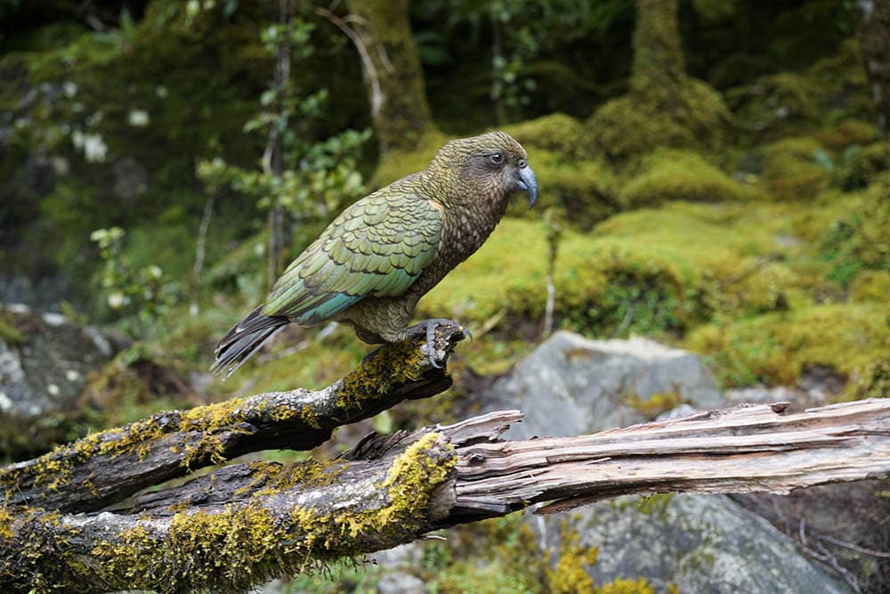 A kea on a mossy fallen log