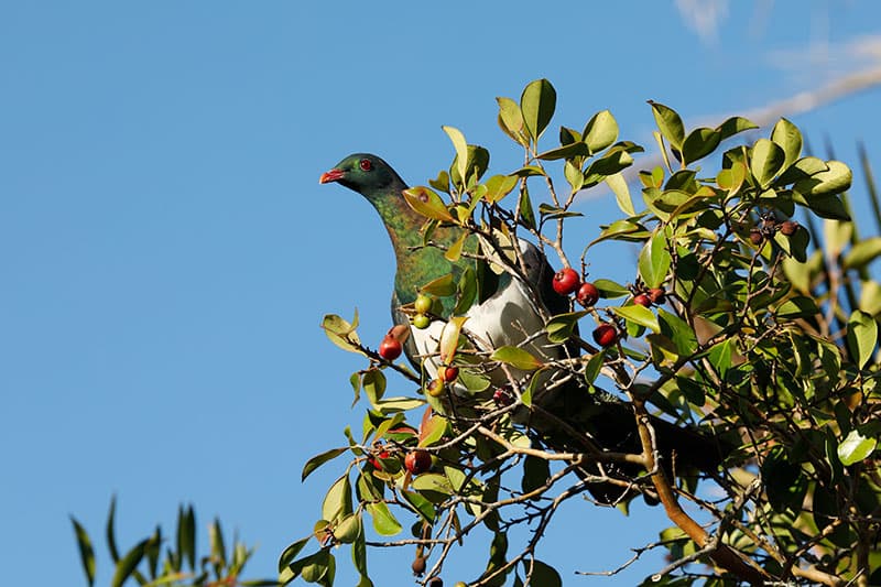 A kererū feeding in a berry tree