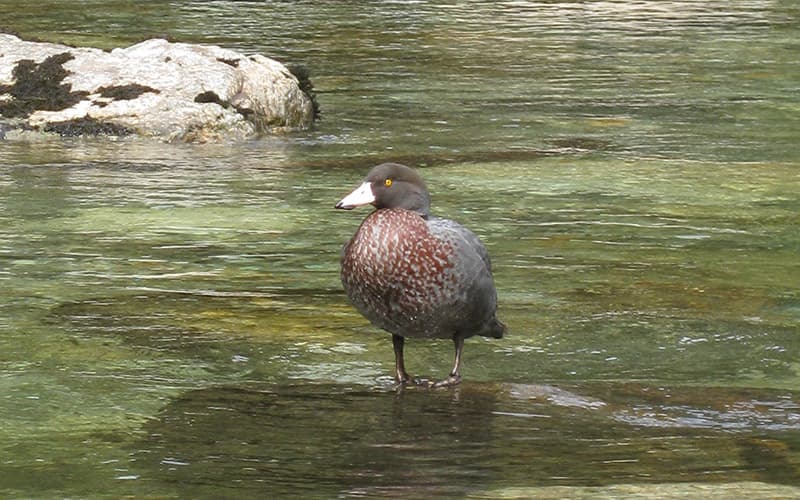 A whio (blue duck) on river rocks