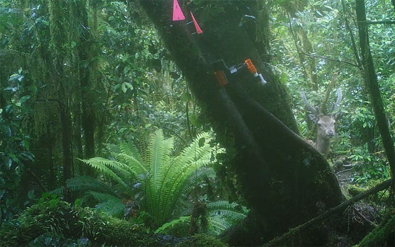 Trail camera image of a deer beside a trap mounted on a mossy tree