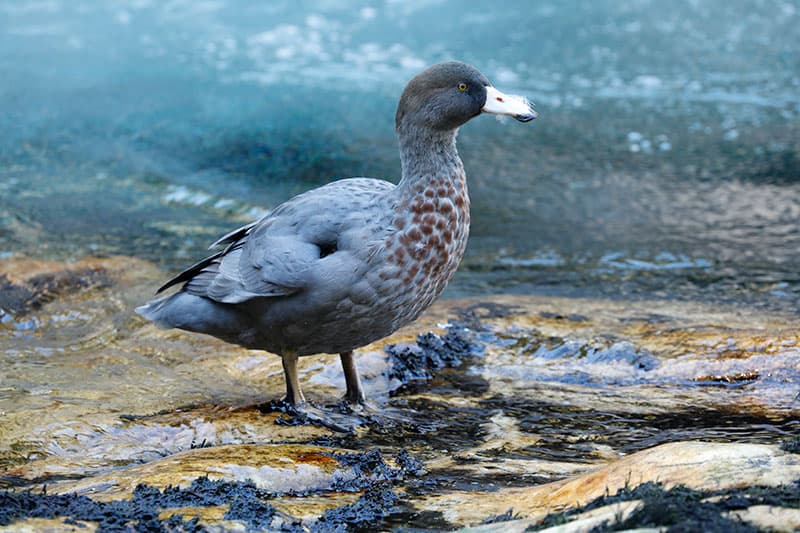 A whio (blue duck) standing on river rocks